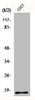 H2BFS Antibody PACO06551