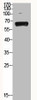 HSPA1L/HSPA1A Antibody PACO06564