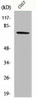 HSPA9 Antibody PACO06566