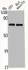 HSPA9 Antibody PACO06566