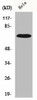 IL17RC Antibody PACO06582