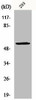 MUC13 Antibody PACO06661