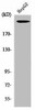 NF1 Antibody PACO06677