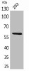 ALPP/ALPPL2 Antibody PACO06876