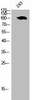 PTGFRN Antibody PACO06919