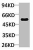 TRIM72 Antibody PACO06998