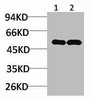 NMBR Antibody PACO07016