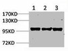 IGFN1 Antibody PACO07023