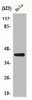 ACTB Antibody PACO07078