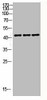 ACTB Antibody PACO07078