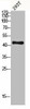 DUSP1/DUSP4 Antibody PACO07149