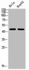 TUBA1A/TUBA1B Antibody PACO07151