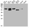 KCNH5 Antibody PACO07193