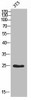 MOB3A Antibody PACO07200