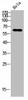PODXL2 Antibody PACO07211
