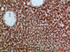 CDNF Antibody PACO07383