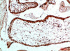 UBB/UBC/RPS27A/UBA52 Antibody PACO07395