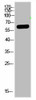 OASL Antibody PACO07450