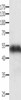 ACTG1 Antibody PACO13818
