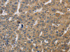 SDCCAG3 Antibody PACO14324