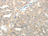 LRP12 Antibody PACO14655