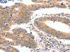 SEMA3G Antibody PACO14974