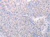 SPATA6 Antibody PACO15161
