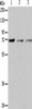 IL18RAP Antibody PACO15187
