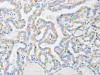 ABHD1 Antibody PACO15235