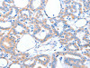 ACAD10 Antibody PACO15245