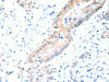 ACAD10 Antibody PACO15245