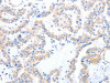 ACAD10 Antibody PACO15246