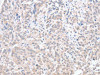 ACOT1 Antibody PACO15260