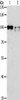 ADAMTSL2 Antibody PACO15315