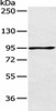 AGBL2 Antibody PACO15342