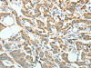 AGR3 Antibody PACO15352