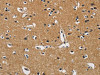 CBY1 Antibody PACO15726