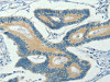 ASB8 Antibody PACO15783