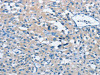 BTN2A2 Antibody PACO15893