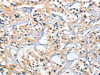 CEP97 Antibody PACO16017