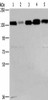 CEP97 Antibody PACO16017