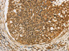CXXC5 Antibody PACO16092