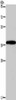 DLX4 Antibody PACO16191