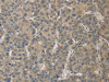 ELOVL1 Antibody PACO16253