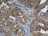 EPHA10 Antibody PACO16261