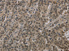 HIST1H2AH Antibody PACO16461