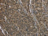 HIST1H2AH Antibody PACO16462