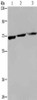 KLHL1 Antibody PACO16591