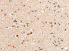 RASGEF1A Antibody PACO16945