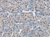 SNX27 Antibody PACO17132